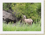 GunnyGorge 035 * Big horn sheep * Big horn sheep * 2560 x 1920 * (1.14MB)